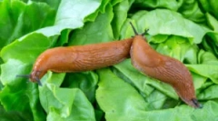 Kako se ukvarjati s polž na vrtu in državi